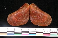 藏品(日本雲雀蛤)的圖片